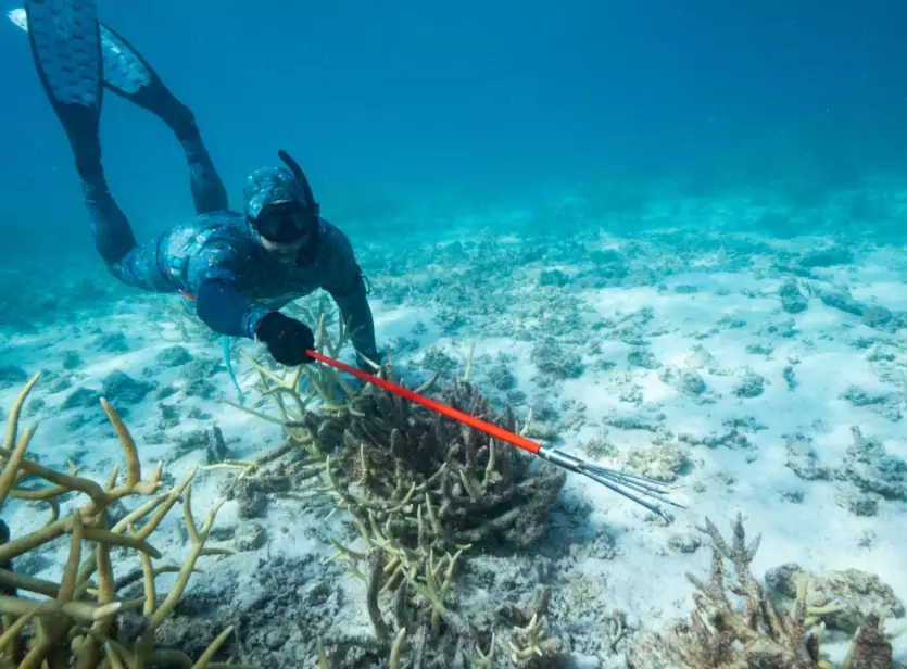 Spearfishing tips Spearfishing tips