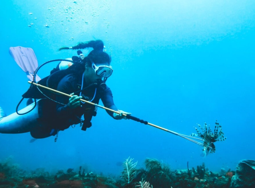 Spearfishing for beginners Spearfishing for beginners