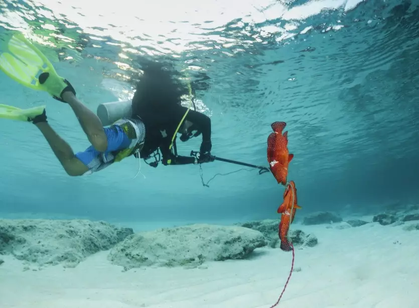 Spearfishing tips Spearfishing tips