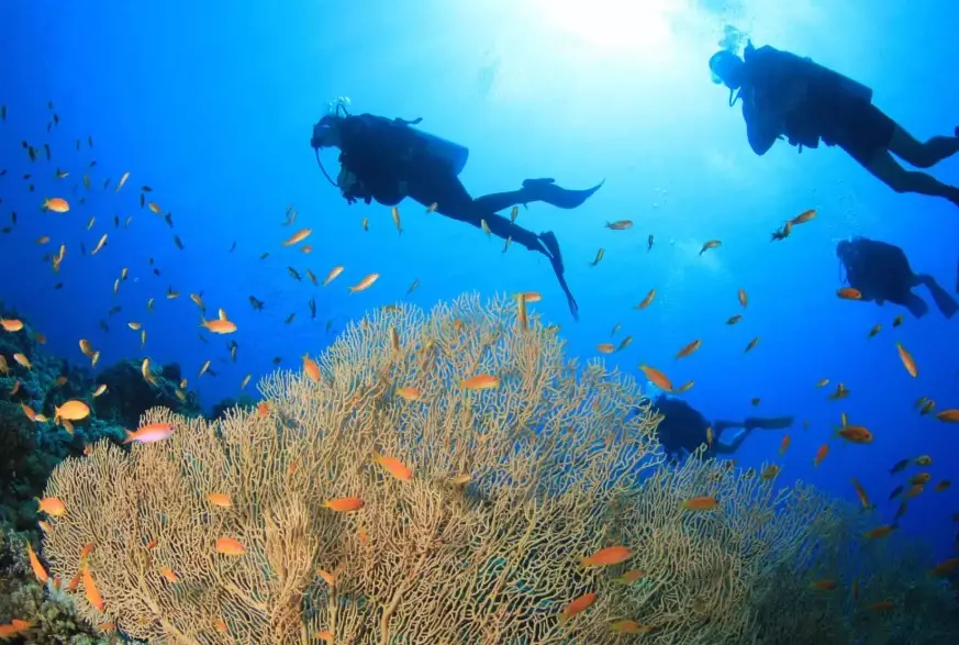 diving brain effects diving brain effects