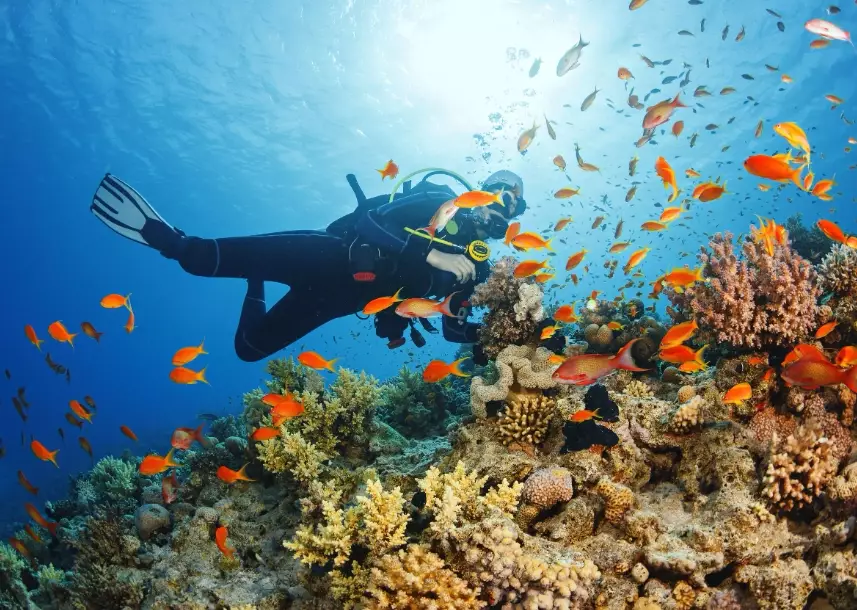 best time to go diving