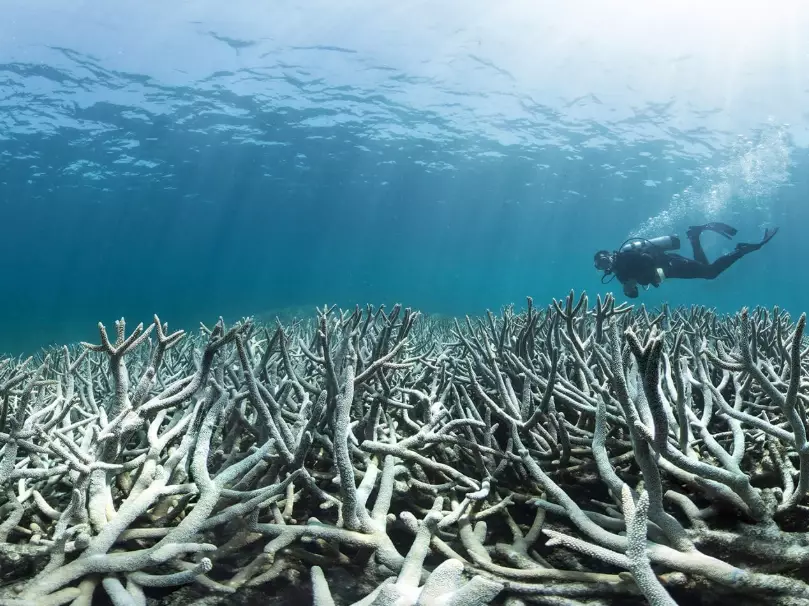 why coral bleaching is bad