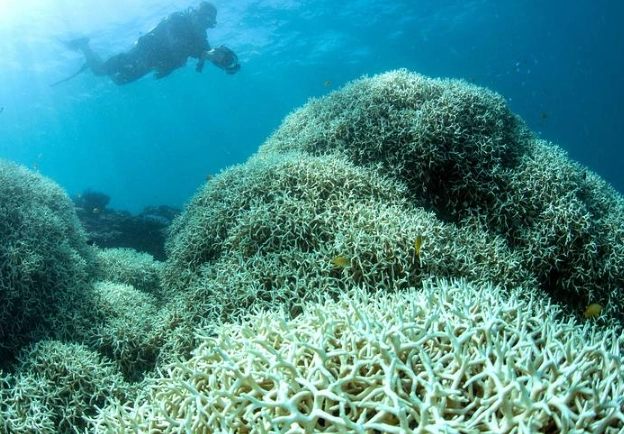 coral reef destruction