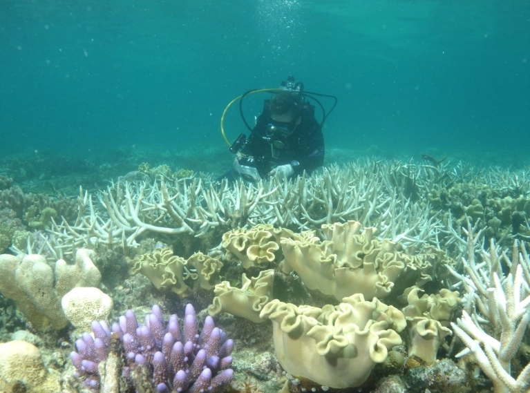 coral bleaching coral bleaching