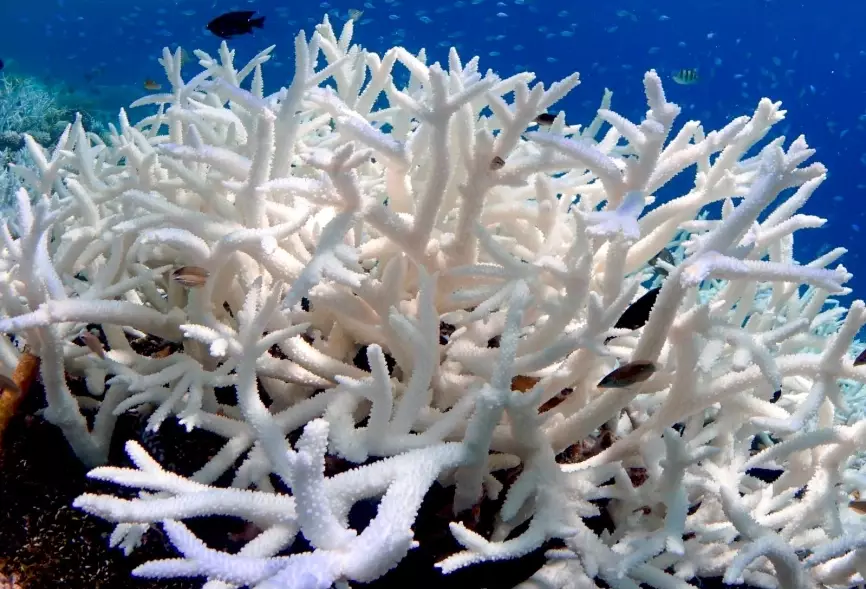 coral reef recovery coral reef recovery