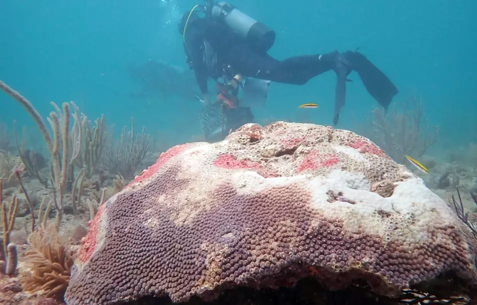 best time to dive florida best time to dive florida