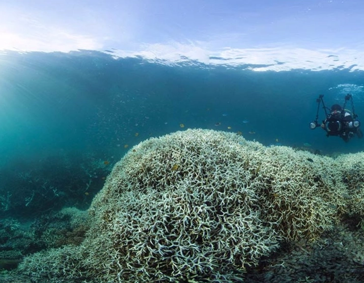 zooxanthellae zooxanthellae