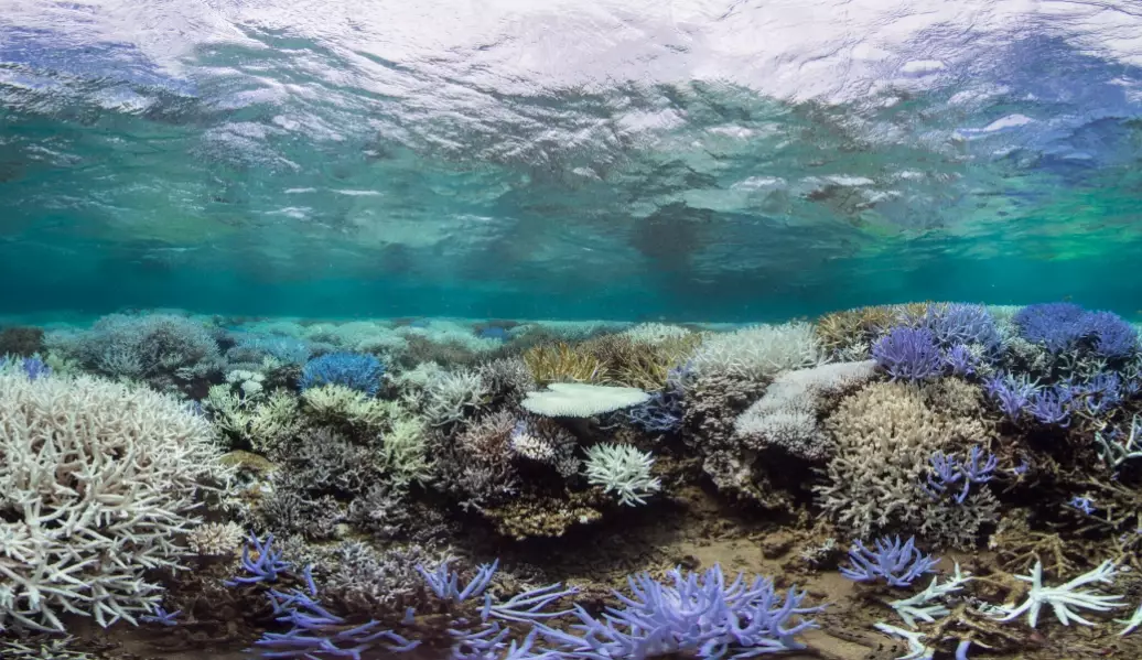 what causes coral bleaching