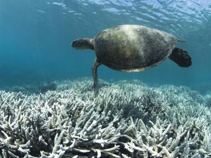 coral bleaching effects