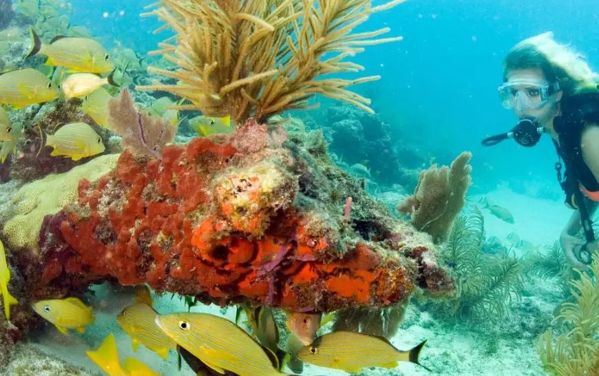 florida diving guidelines florida diving guidelines