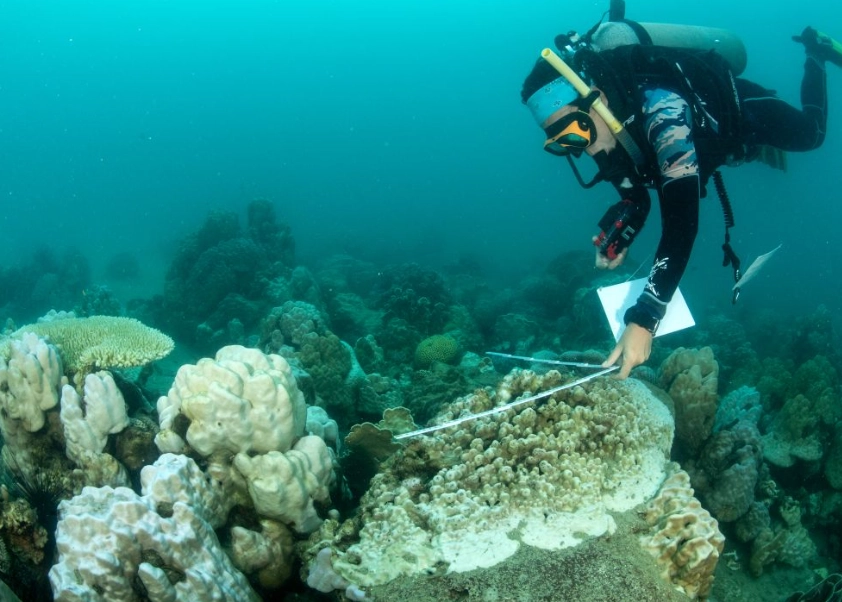coral reef restoration