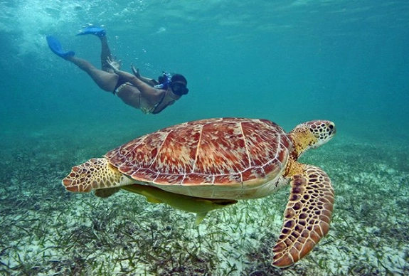 sea turtle snorkeling