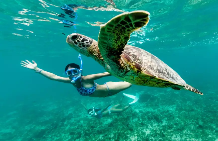 green sea turtle habitat