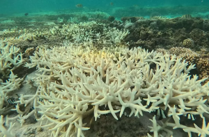coral bleaching effects