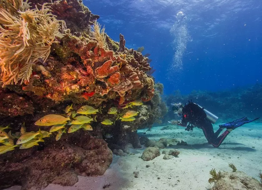 coral bleaching florida coral bleaching florida