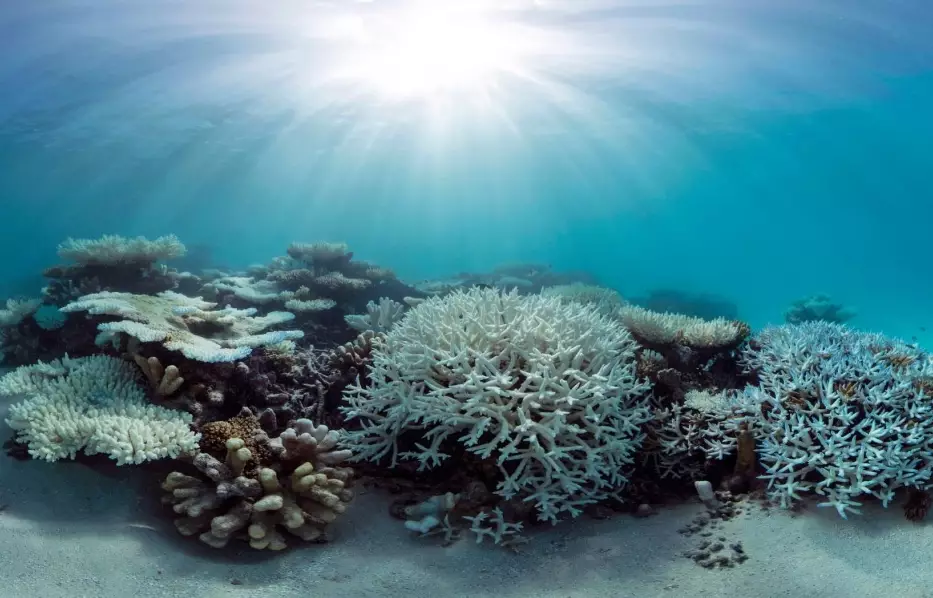 coral bleaching effects
