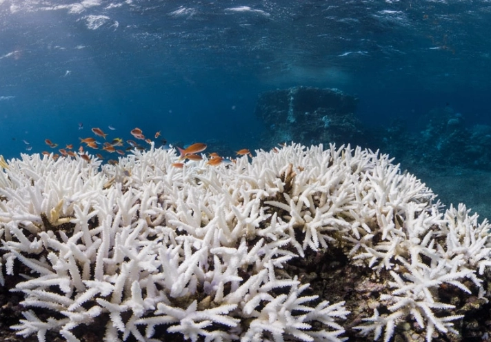 coral reef recovery coral reef recovery