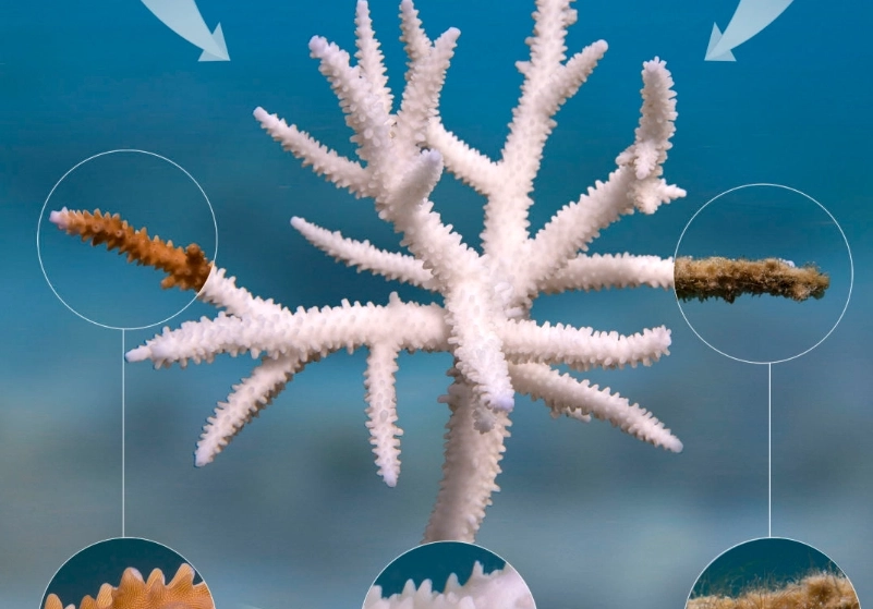 coral bleaching coral bleaching