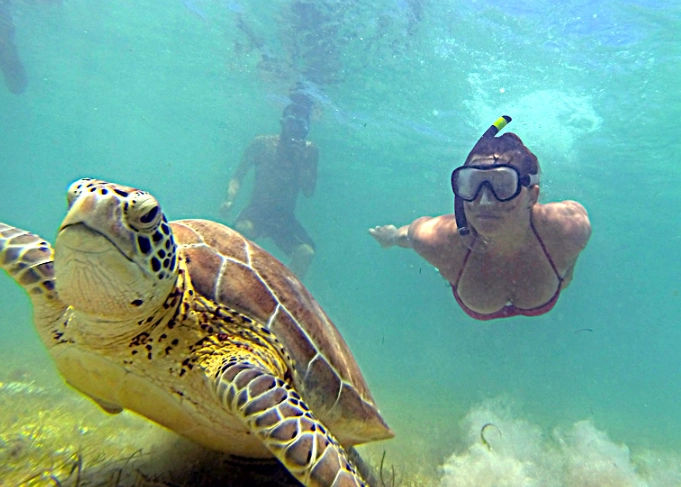 sea turtle snorkeling tours