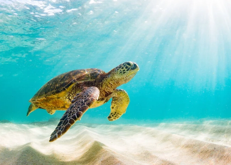 sea turtle snorkeling tours