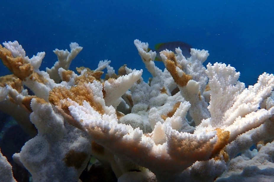 coral reef restoration