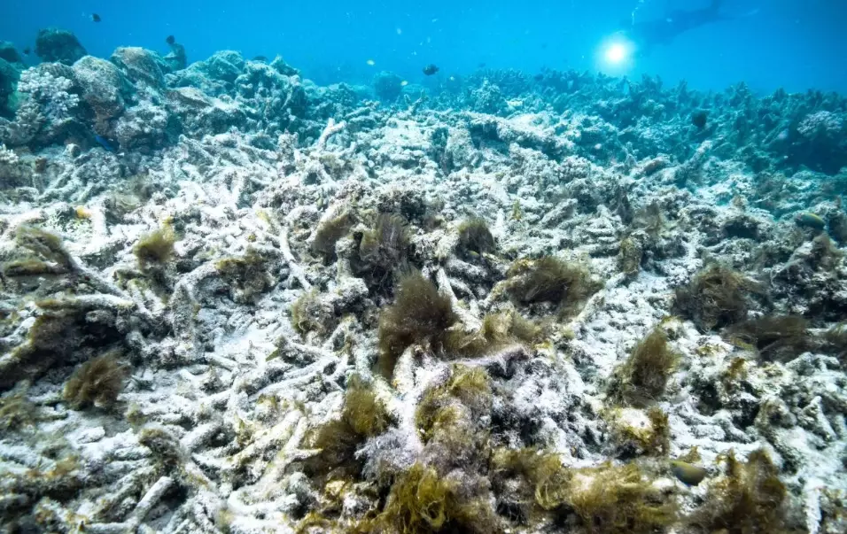 why coral bleaching is bad