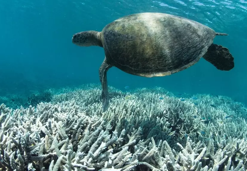 zooxanthellae zooxanthellae