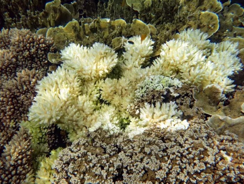 coral bleaching causes coral bleaching causes