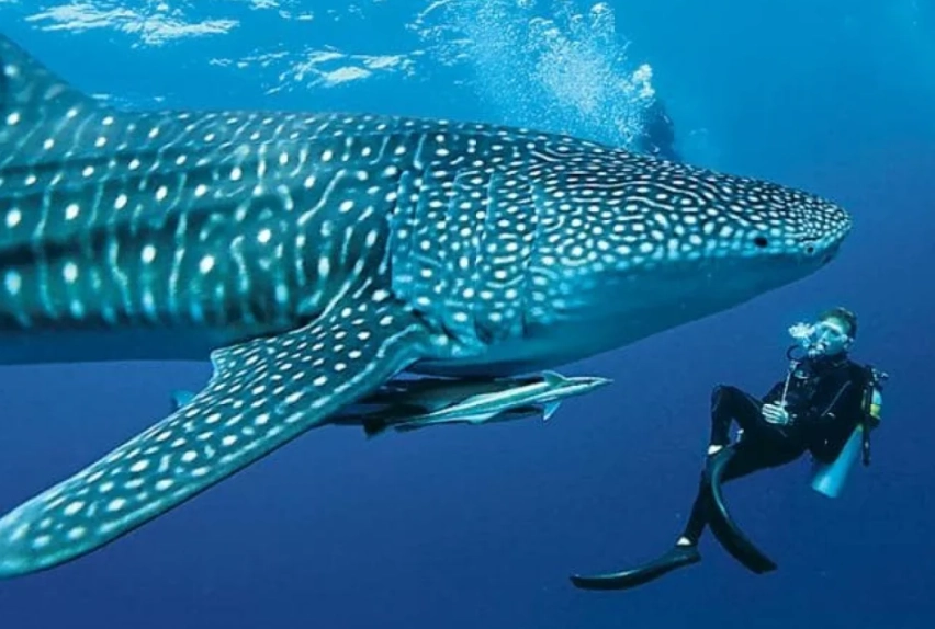 whale shark diving destinations whale shark diving destinations