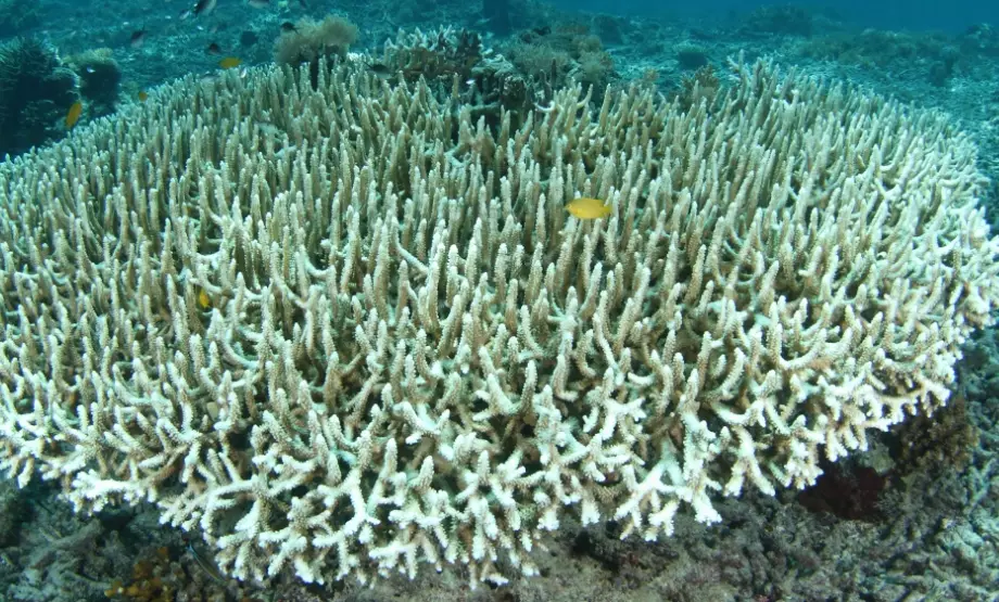 what causes coral bleaching what causes coral bleaching