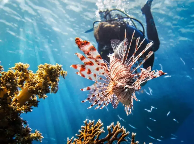 scuba diving for beginners