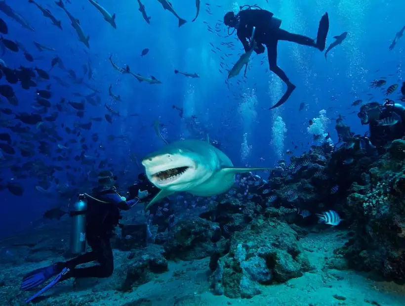 top 100 dive sites in the world top 100 dive sites in the world