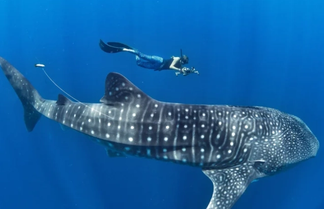 best place to dive with whale sharks best place to dive with whale sharks