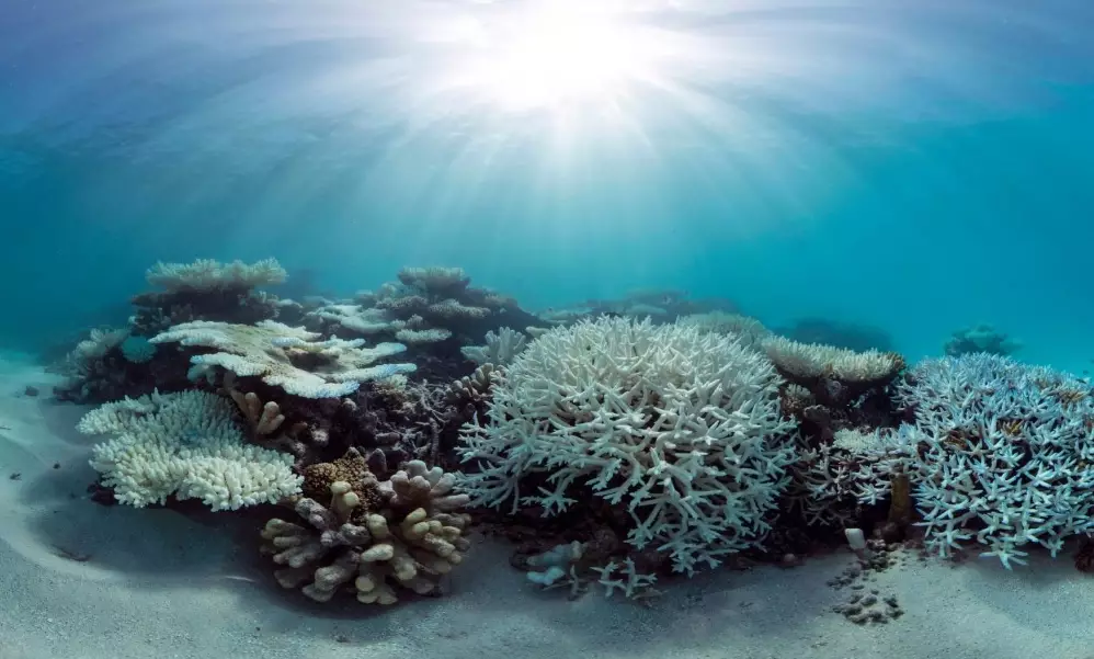 why do corals bleach why do corals bleach