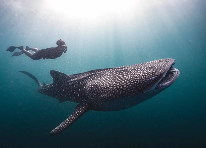 best place to dive with whale sharks best place to dive with whale sharks
