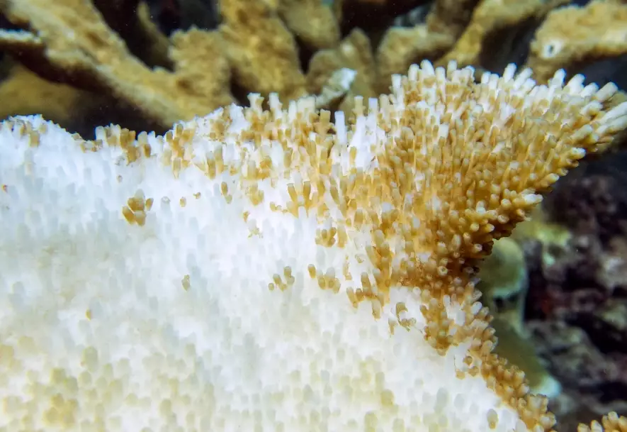 what causes coral bleaching what causes coral bleaching