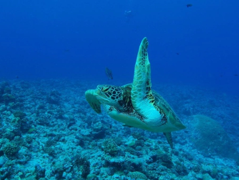 world-class dive sites world-class dive sites