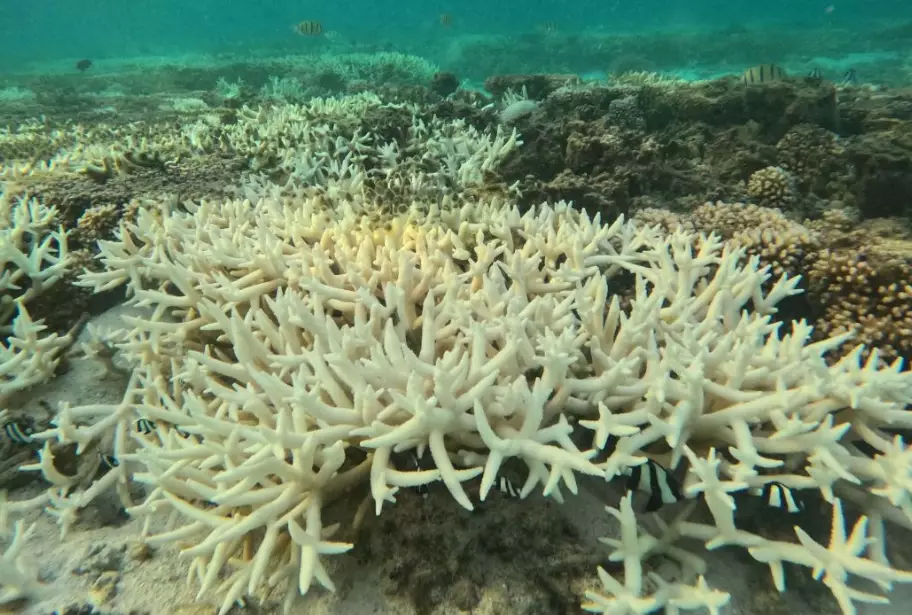 coral bleaching causes coral bleaching causes