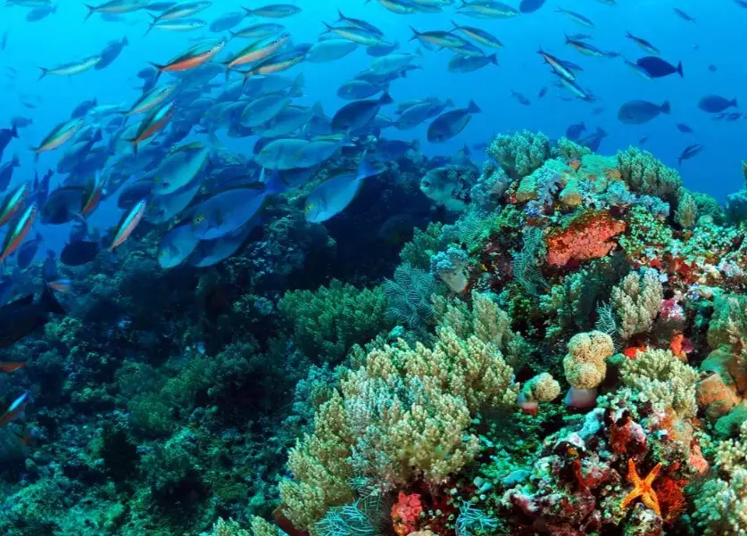 scuba diving for beginners