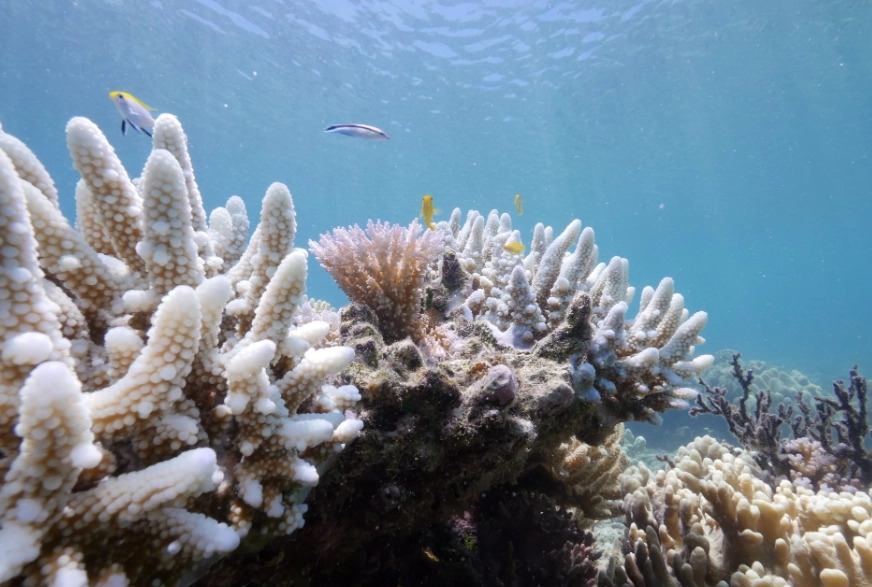 why do corals bleach why do corals bleach