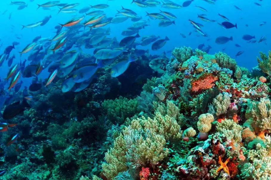 top scuba diving locations