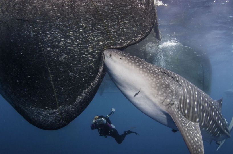 whale shark diving destinations whale shark diving destinations