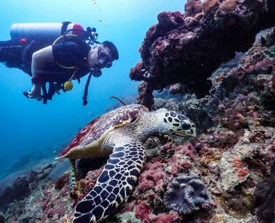 Thailand dive sites Thailand dive sites