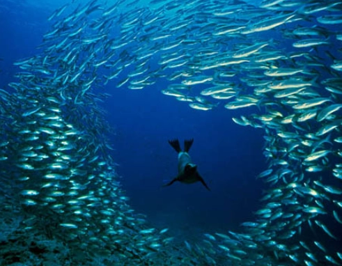 best diving Thailand best diving Thailand