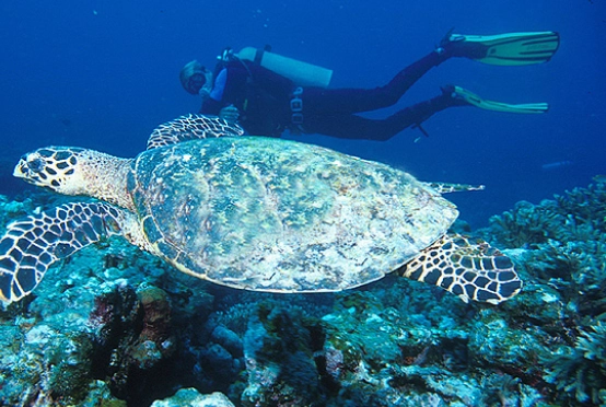 Thailand diving budget