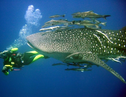 Thailand dive sites Thailand dive sites