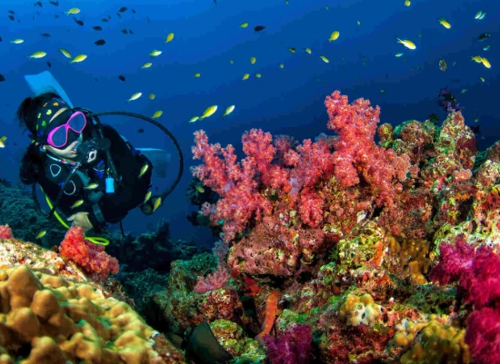 best diving Thailand best diving Thailand