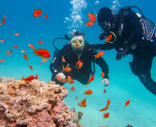 Thailand dive sites Thailand dive sites