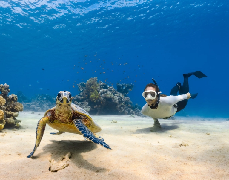 best places to dive with turtles best places to dive with turtles