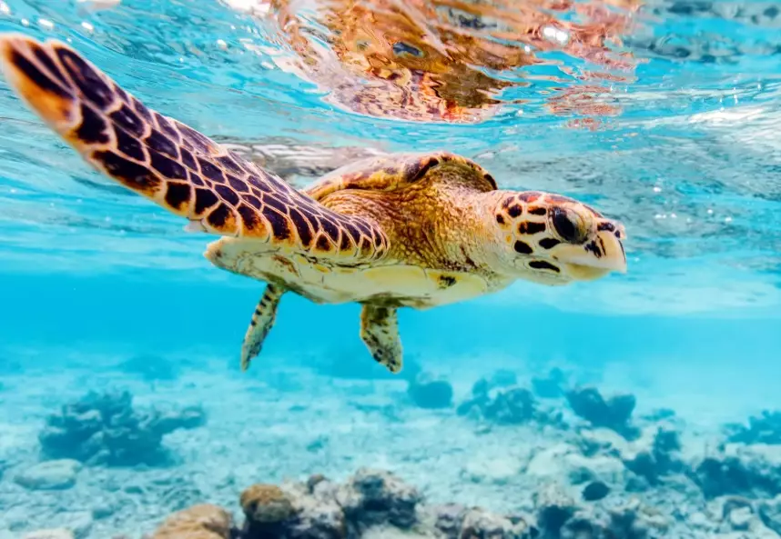 sea turtle diving locations sea turtle diving locations